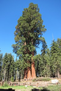 Tree_email_Inovasi_com