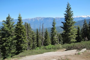 Tree_send_email_Inovasi_com